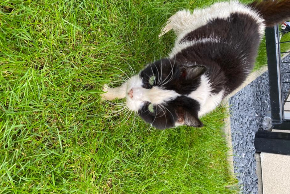 Fundmeldung Katze Unbekannt Marly Frankreich