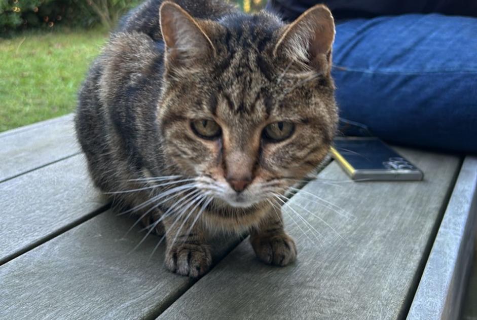 Fundmeldung Katze Unbekannt Biarritz Frankreich