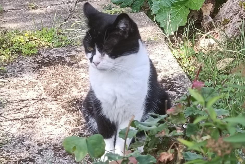 Vermisstmeldung Katze Weiblich , 9 jahre Vigneux-sur-Seine Frankreich