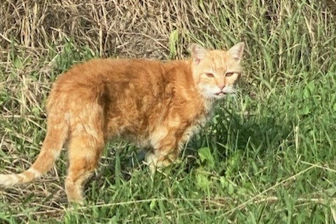 Discovery alert Cat Male Lahonce France