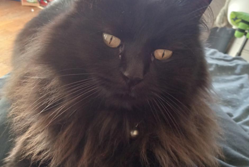 Disappearance alert Cat Female , 5 years Aureilhan France