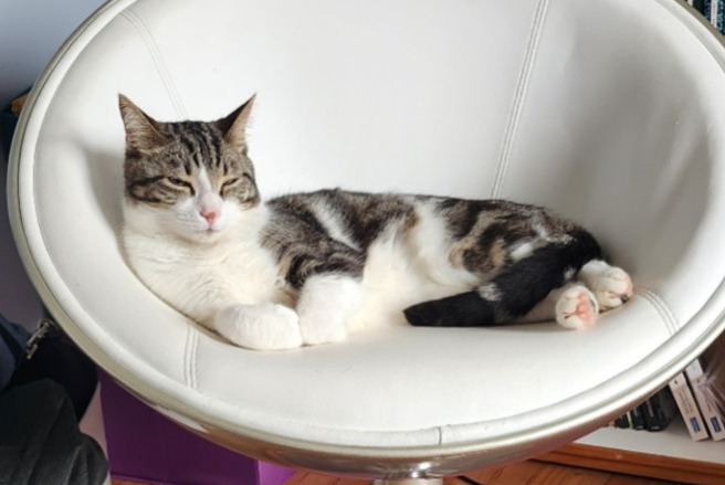 Disappearance alert Cat Male , 2 years Lorient France