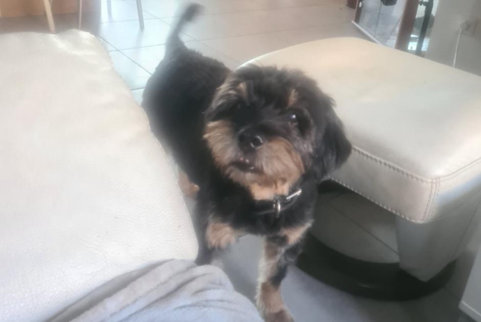 Disappearance alert Dog miscegenation Male , 18 years La Tour-du-Pin France