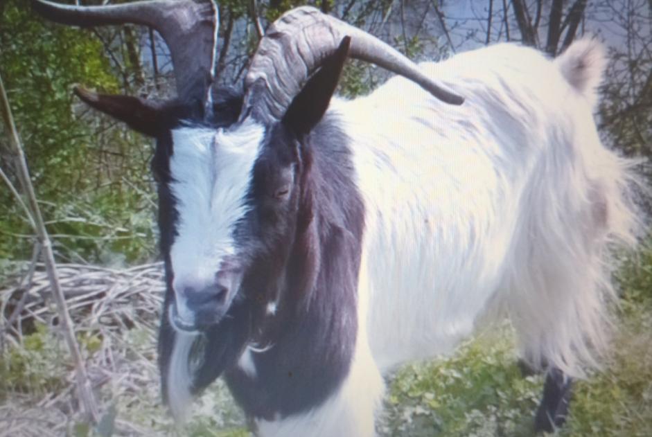 Alerta de Desaparición Cabra Macho , 2024 años Chaillé-les-Marais Francia