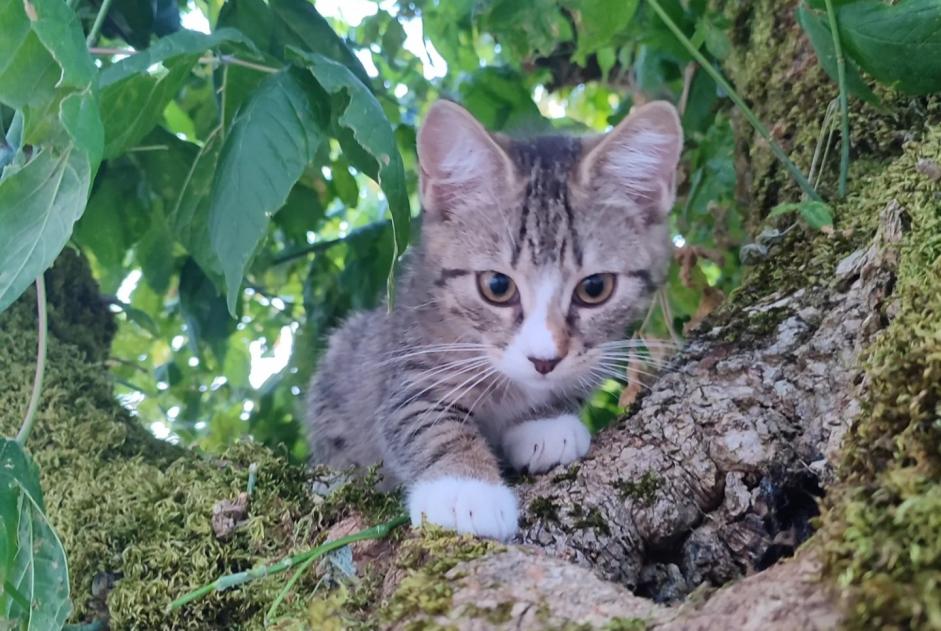 Alerta de Desaparición Gato cruce Hembra , 0 años Pessac Francia