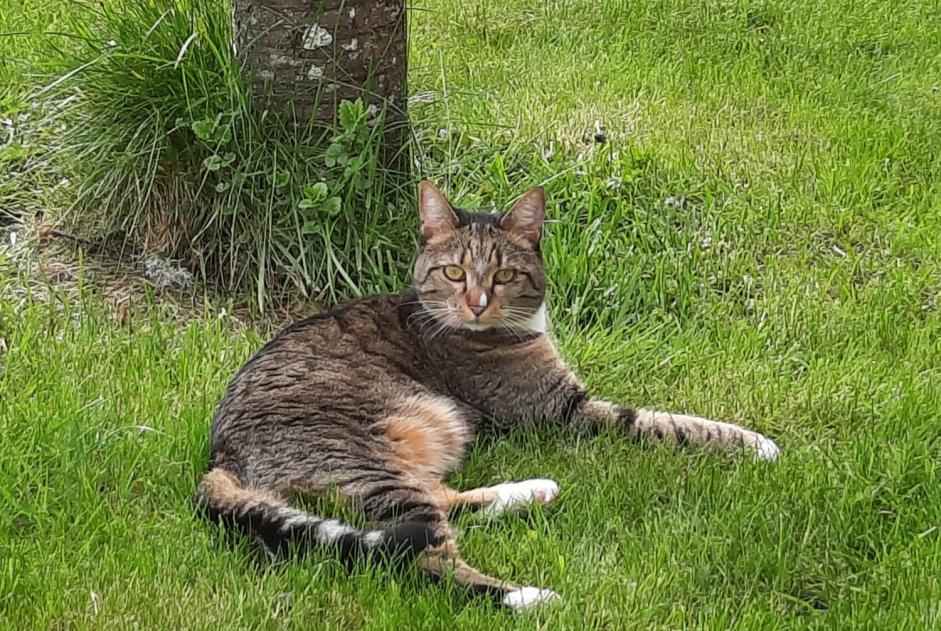 Alerta de Desaparición Gato cruce Hembra , 4 años Marigny-l'Église Francia