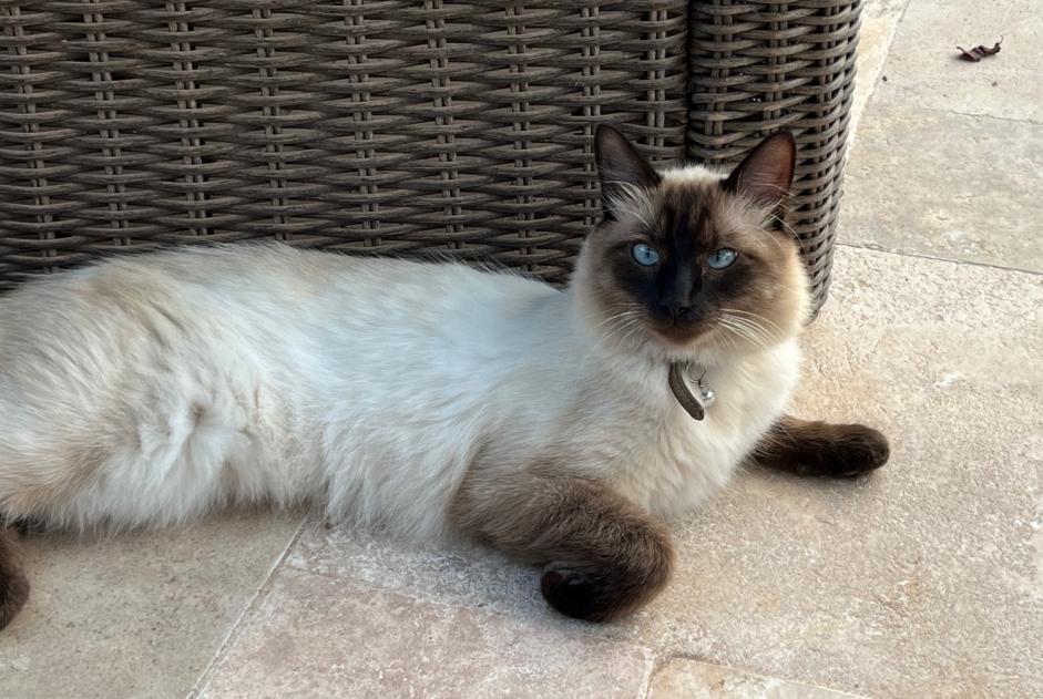 Alerta de Desaparición Gato cruce Macho , 1 años Chessy Francia