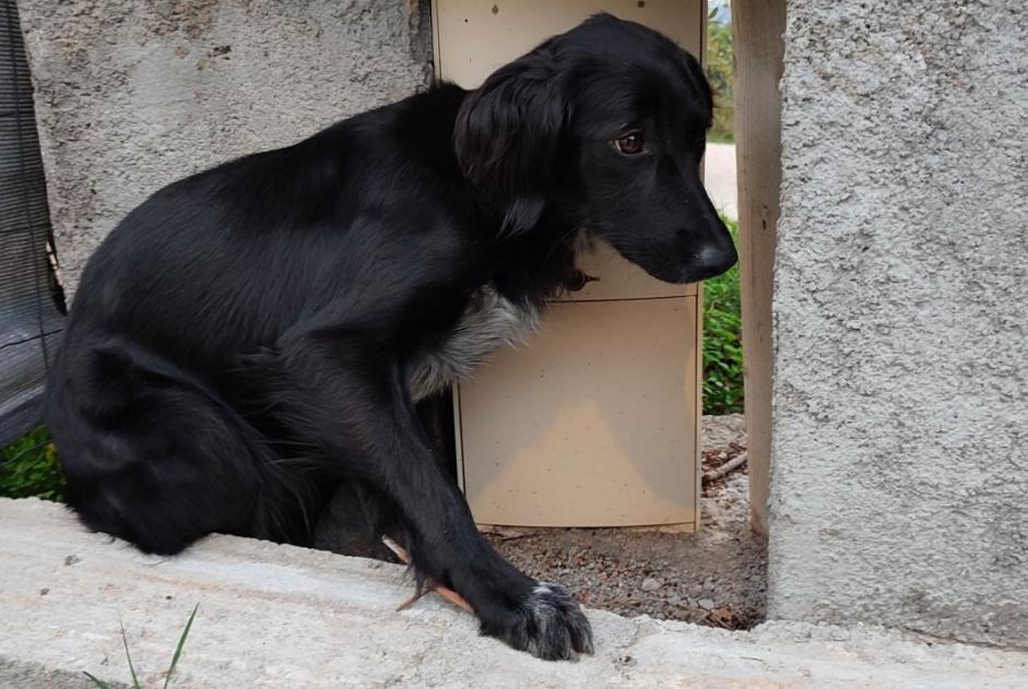 Alerta de Hallazgo Perro Hembra Cuttoli-Corticchiato Francia