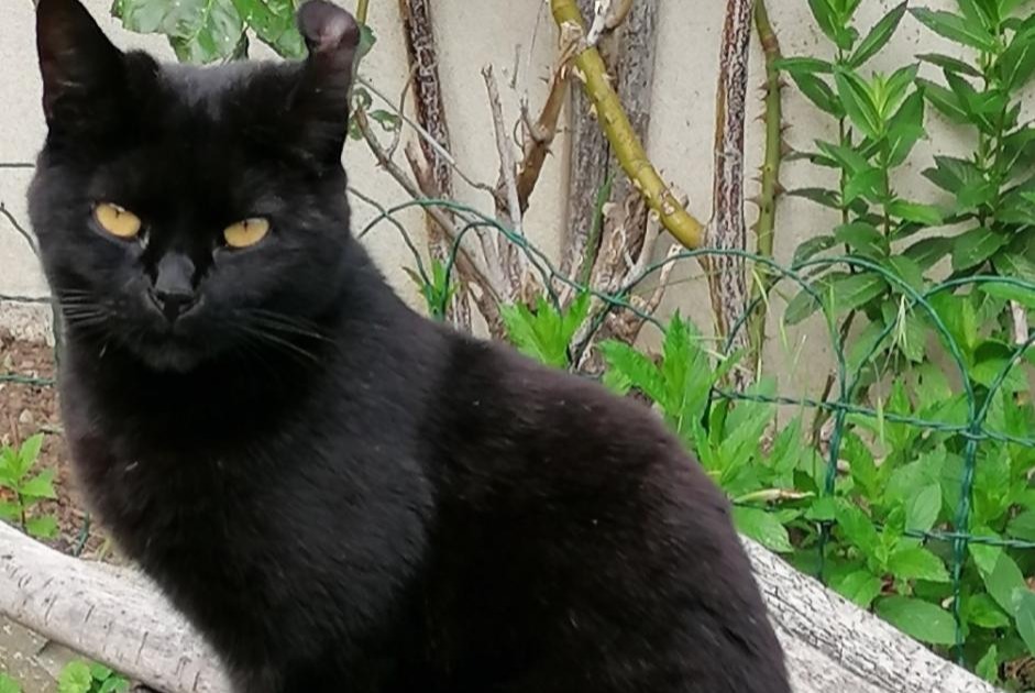 Avviso scomparsa Gatto  Femmina , 6 anni Merri Francia