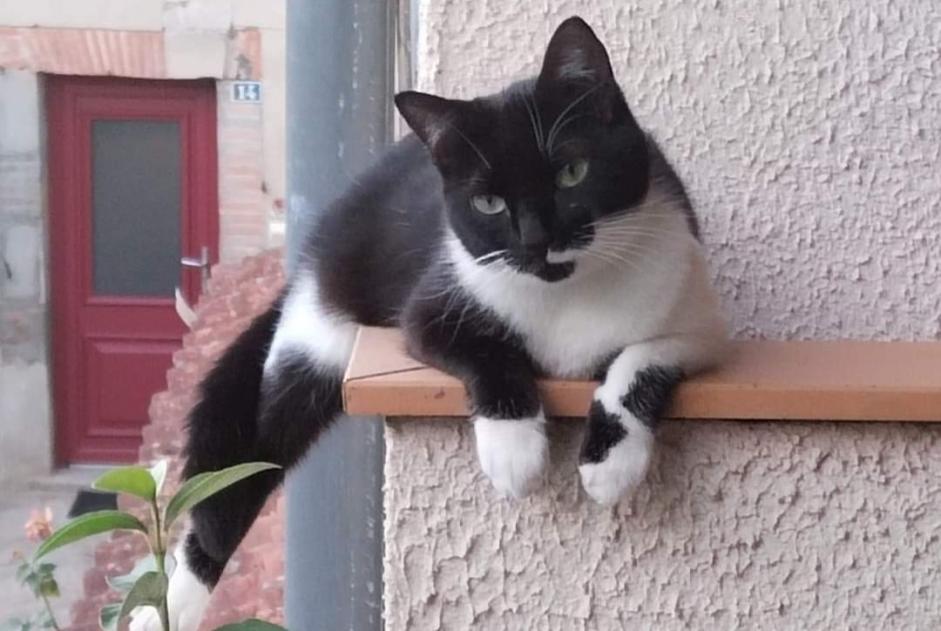 Avviso scomparsa Gatto Femmina , 2 anni Prades Francia