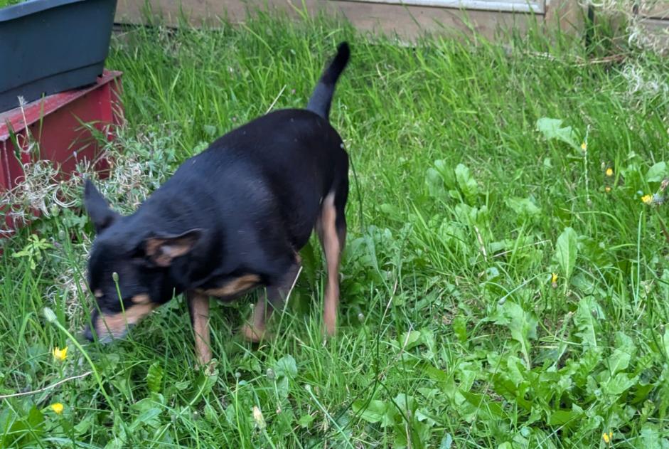 Ontdekkingsalarm Hond  Mannetje Loos Frankrijk