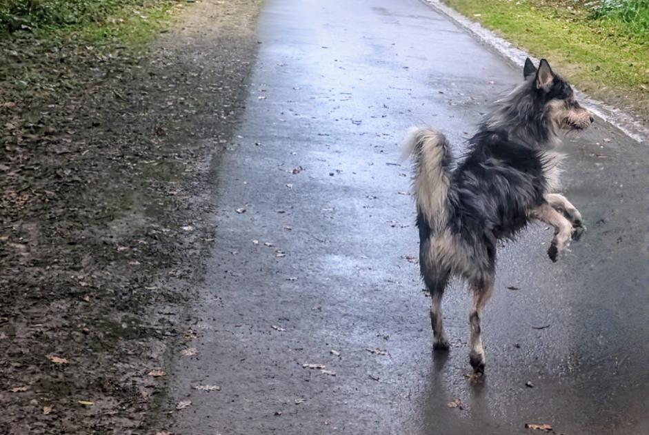 Alerta descoberta Cão cruzamento Macho Billère France