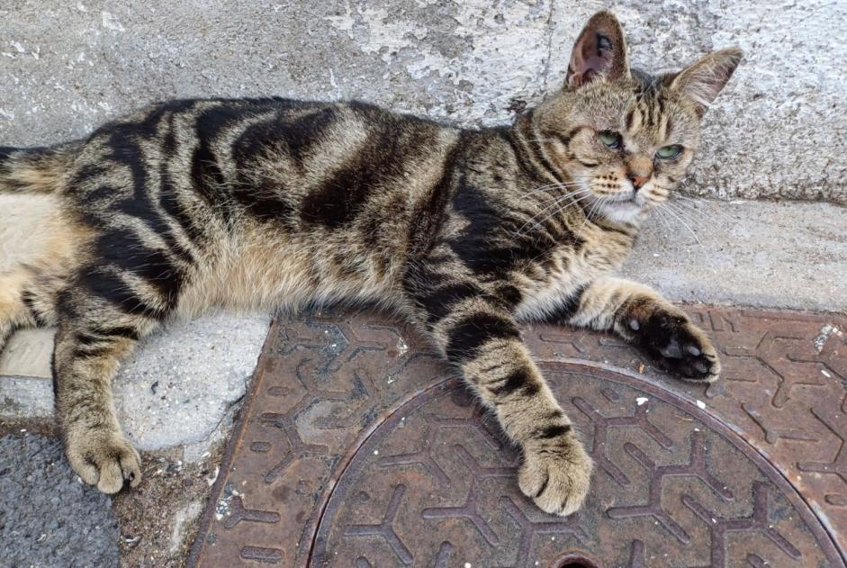 Alerta descoberta Gato Macho Valenciennes France