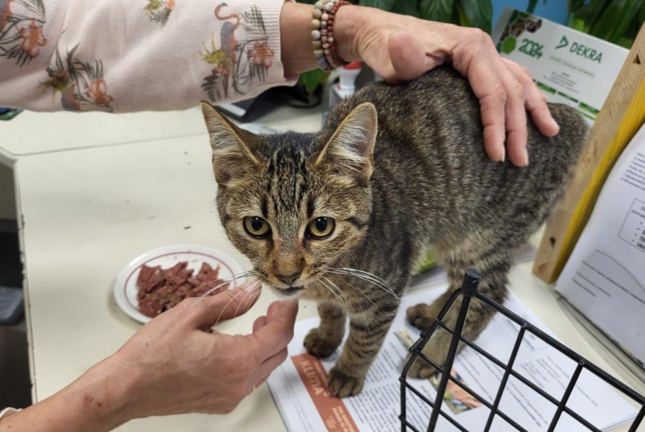 Alerta descoberta Gato  Fêmea Hasparren France